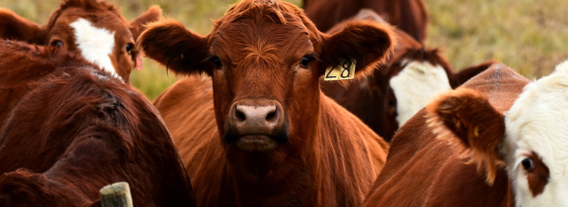 Herd of beef cattle in open pasture