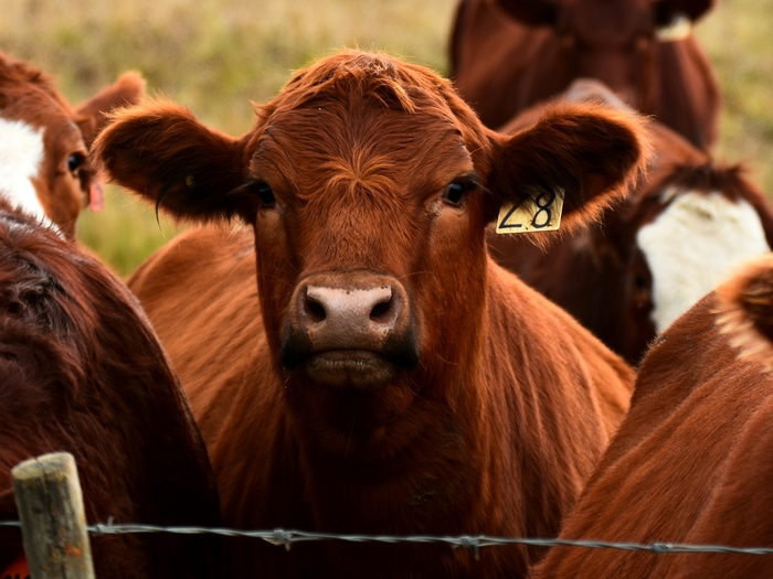 Beef cattle in open pasture